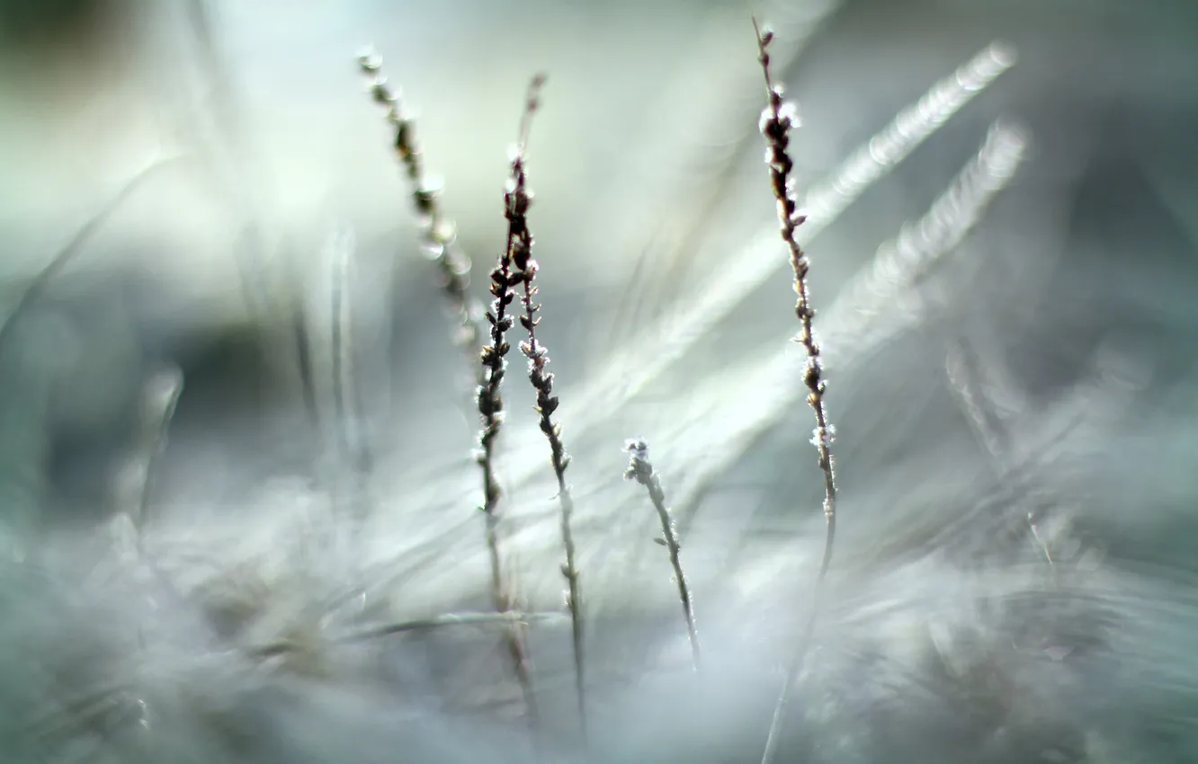 Photo wallpaper cold, frost, grass, focus, dry