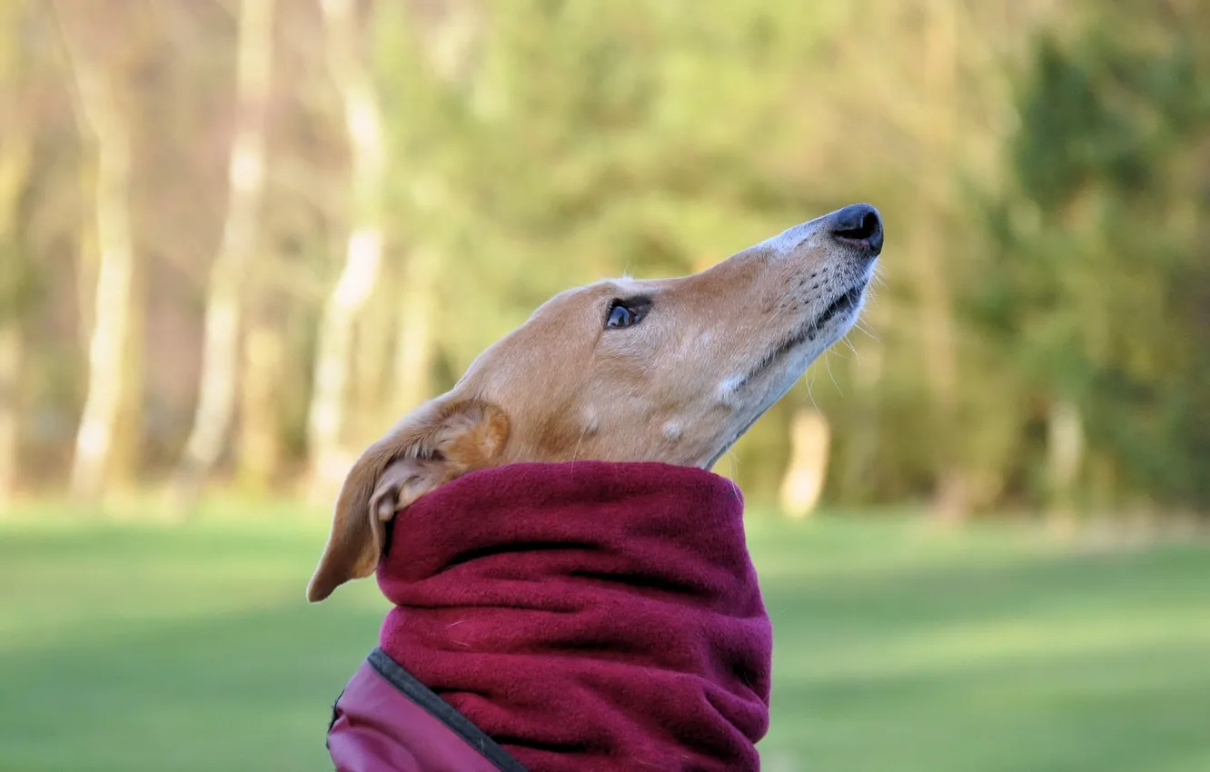 Photo wallpaper look, background, dog