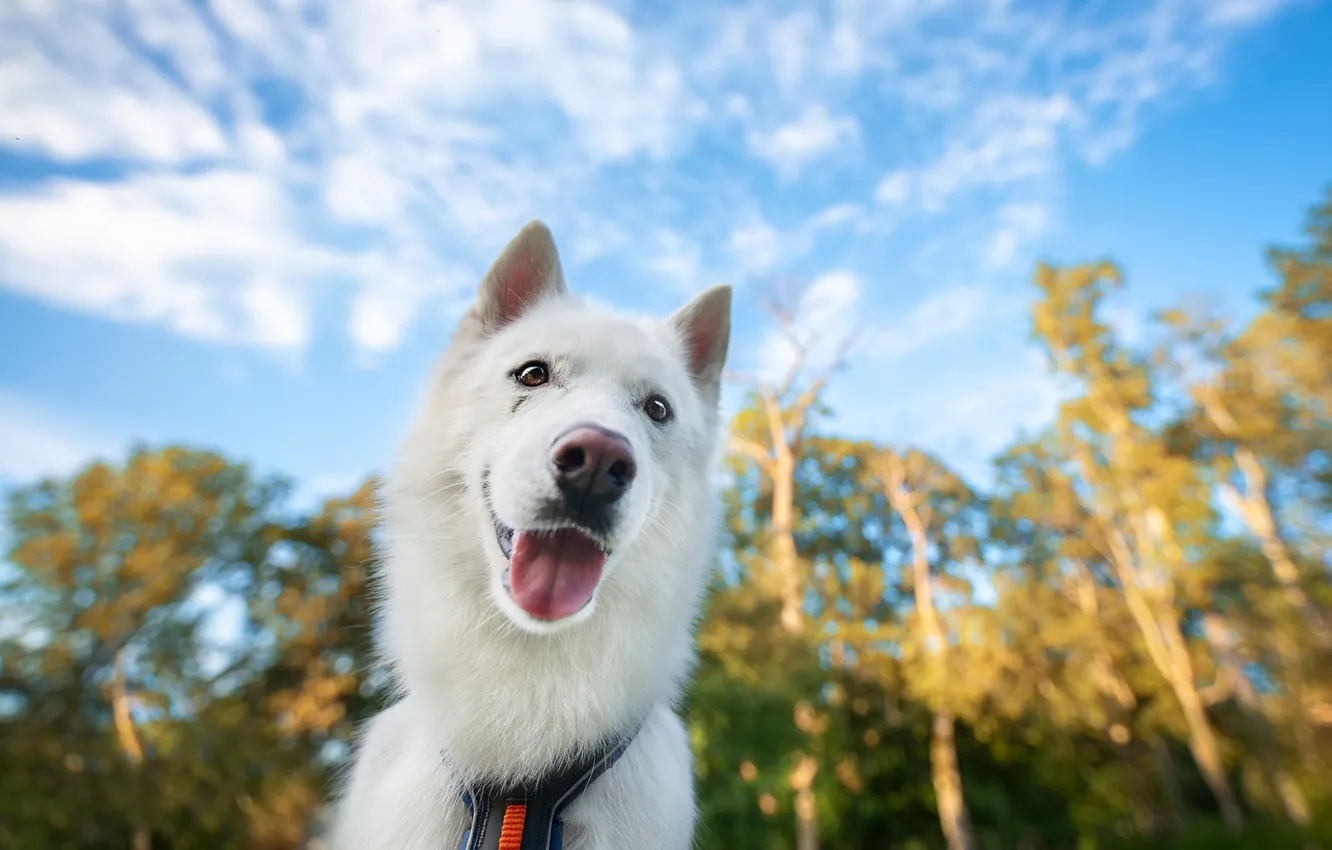 Photo wallpaper the sky, face, dog, blur, The white Swiss shepherd dog