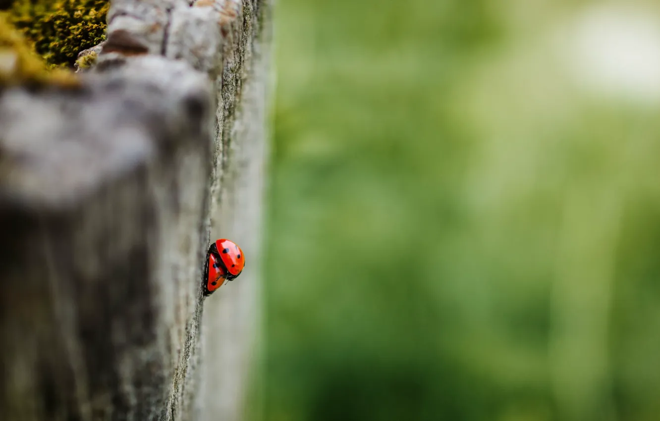 Photo wallpaper summer, nature, ladybugs