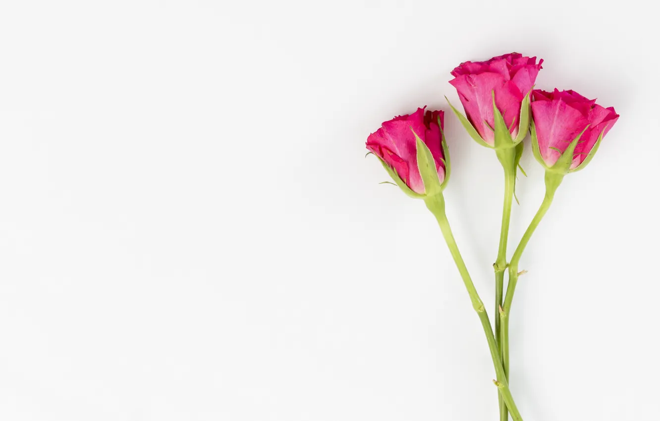 Photo wallpaper flowers, roses, pink, buds, pink, flowers, romantic, roses