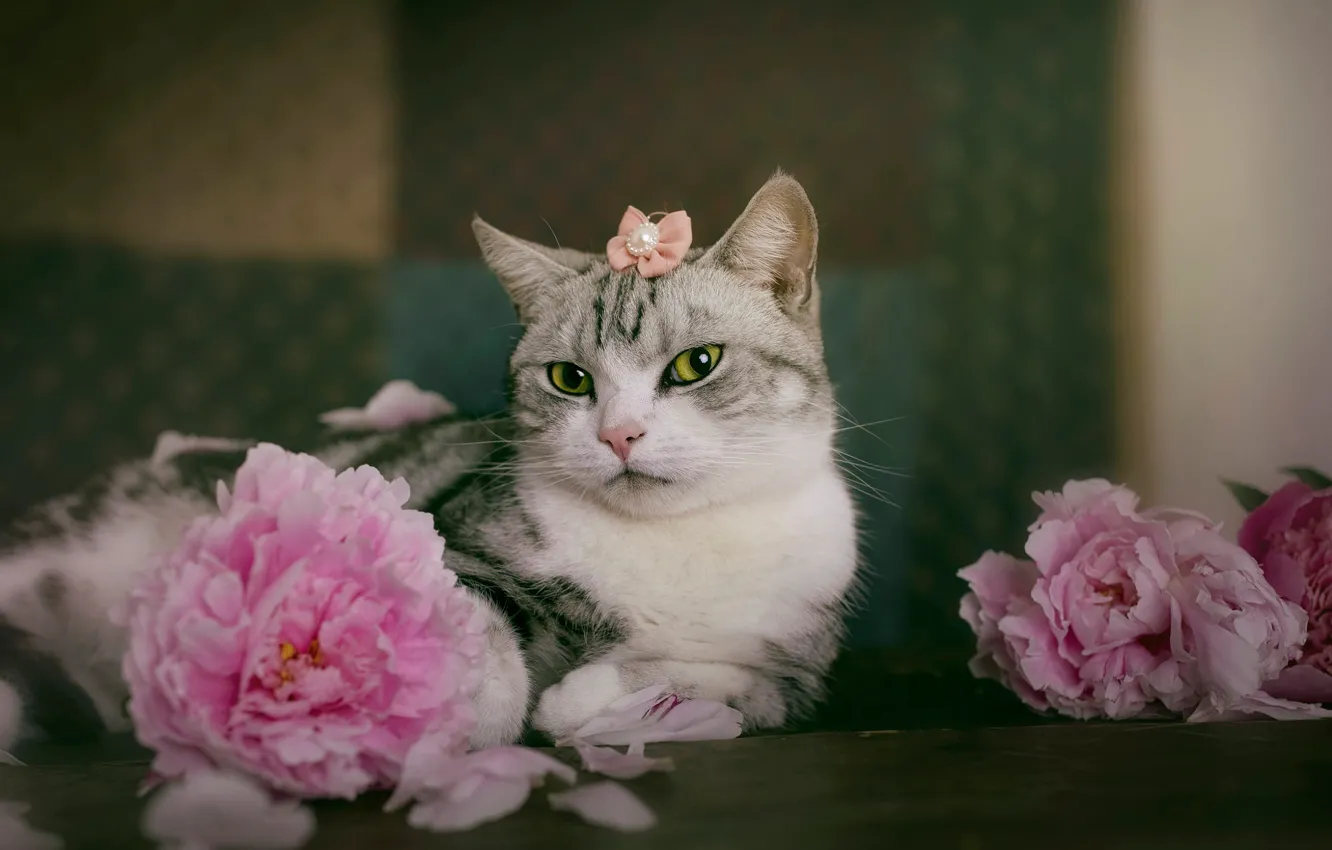 Photo wallpaper cat, look, flowers, pose, lies, decoration, pink, face