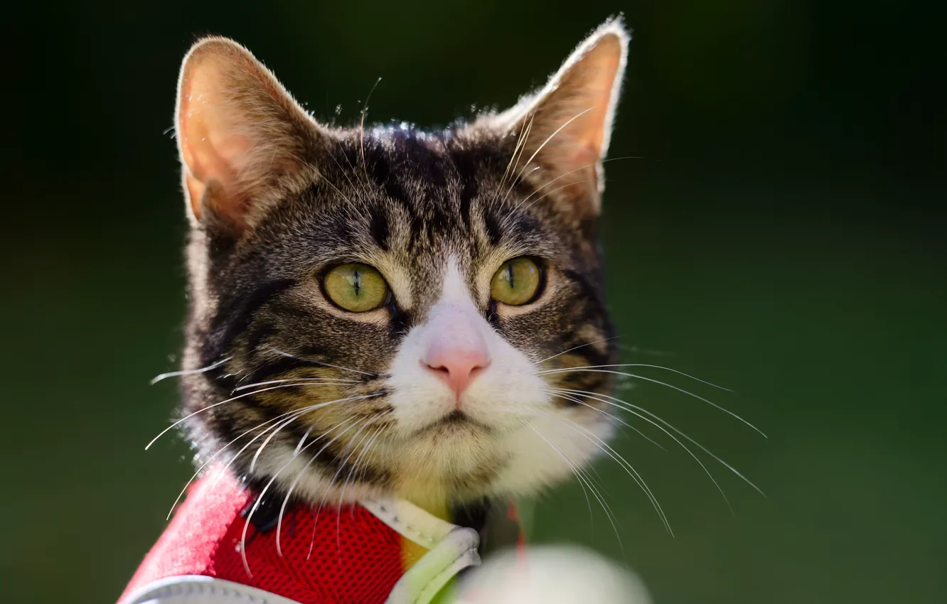 Photo wallpaper look, background, muzzle, cat