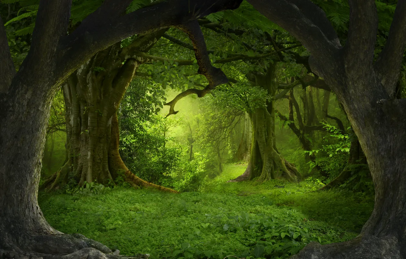 Photo wallpaper forest, trees, trunk