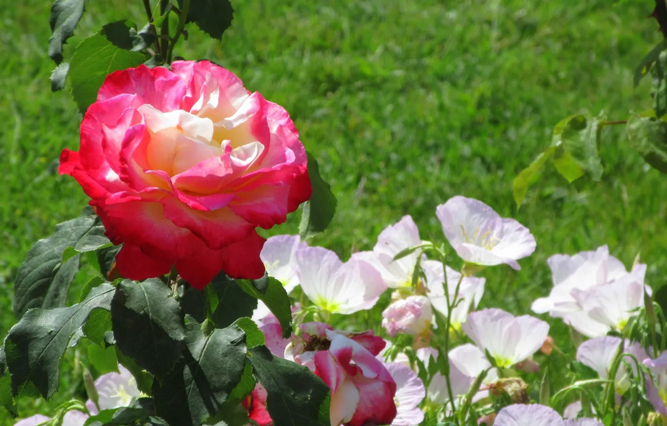 Photo wallpaper roses, flowerbed, Meduzanol ©, summer 2020