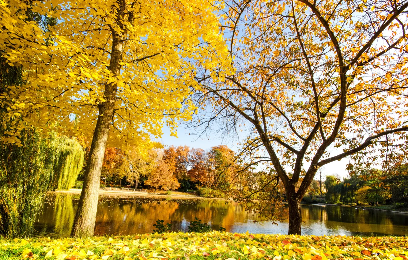 Photo wallpaper autumn, nature, river, yellow leaves, autumn