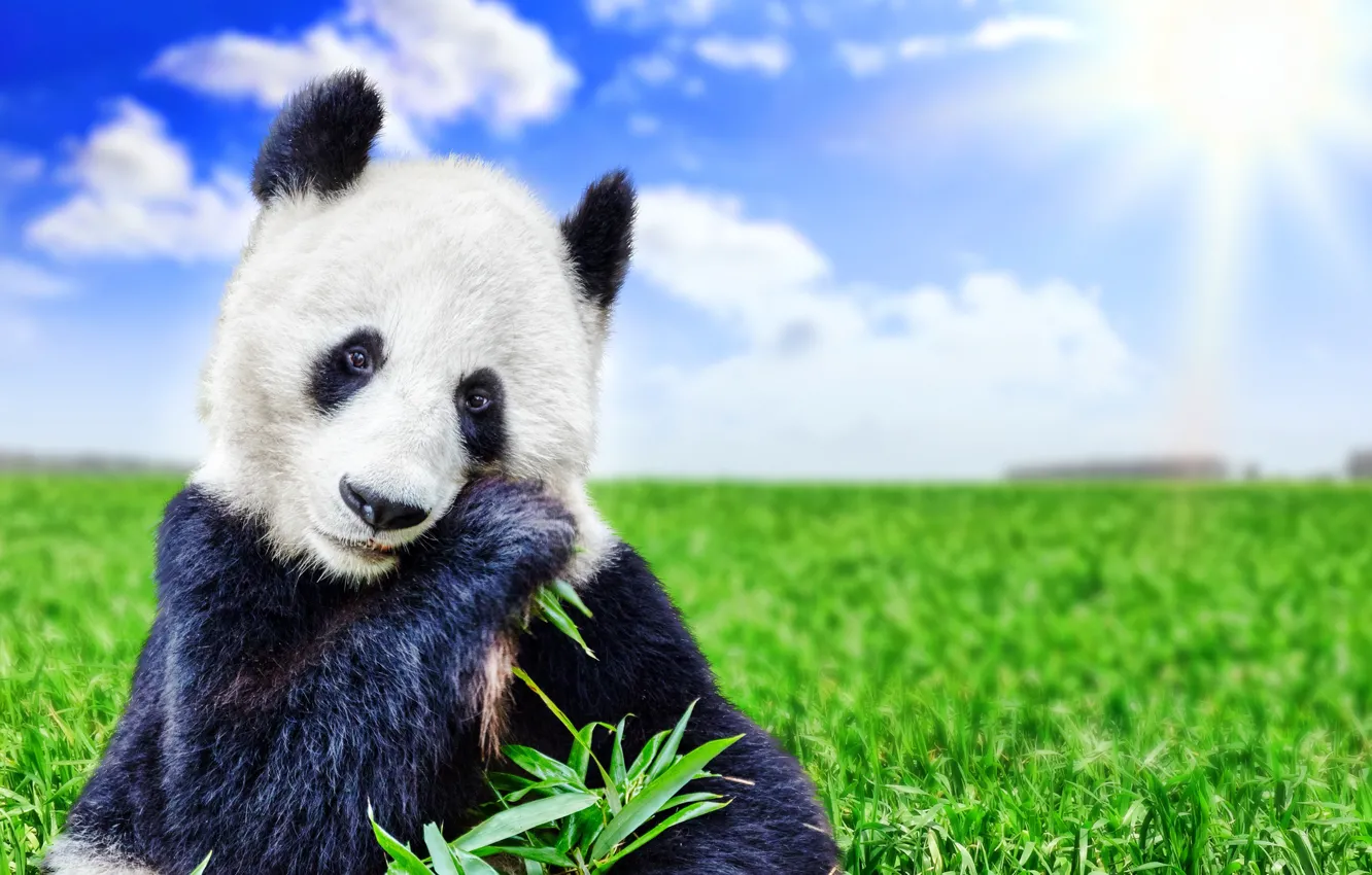 Photo wallpaper greens, field, the sky, grass, the sun, clouds, bear, Panda