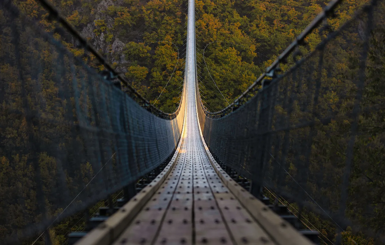 Photo wallpaper forest, bridge, nature, suspension bridge