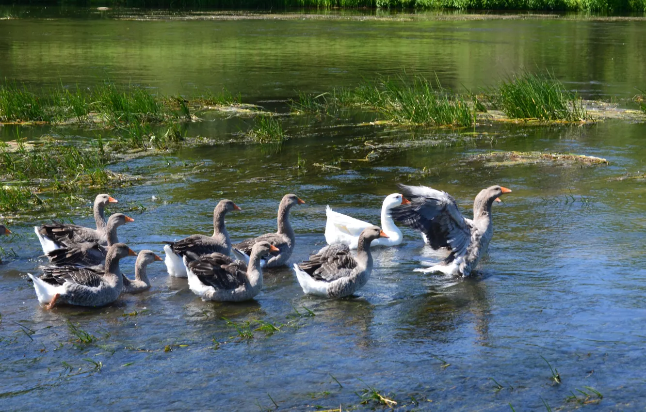 Photo wallpaper river, family, Russia, geese