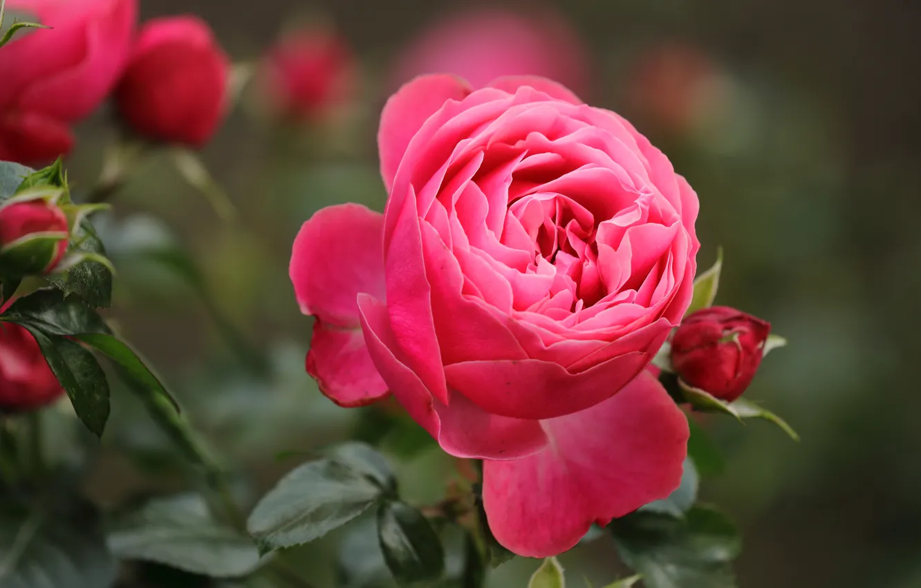 Photo wallpaper roses, petals, buds