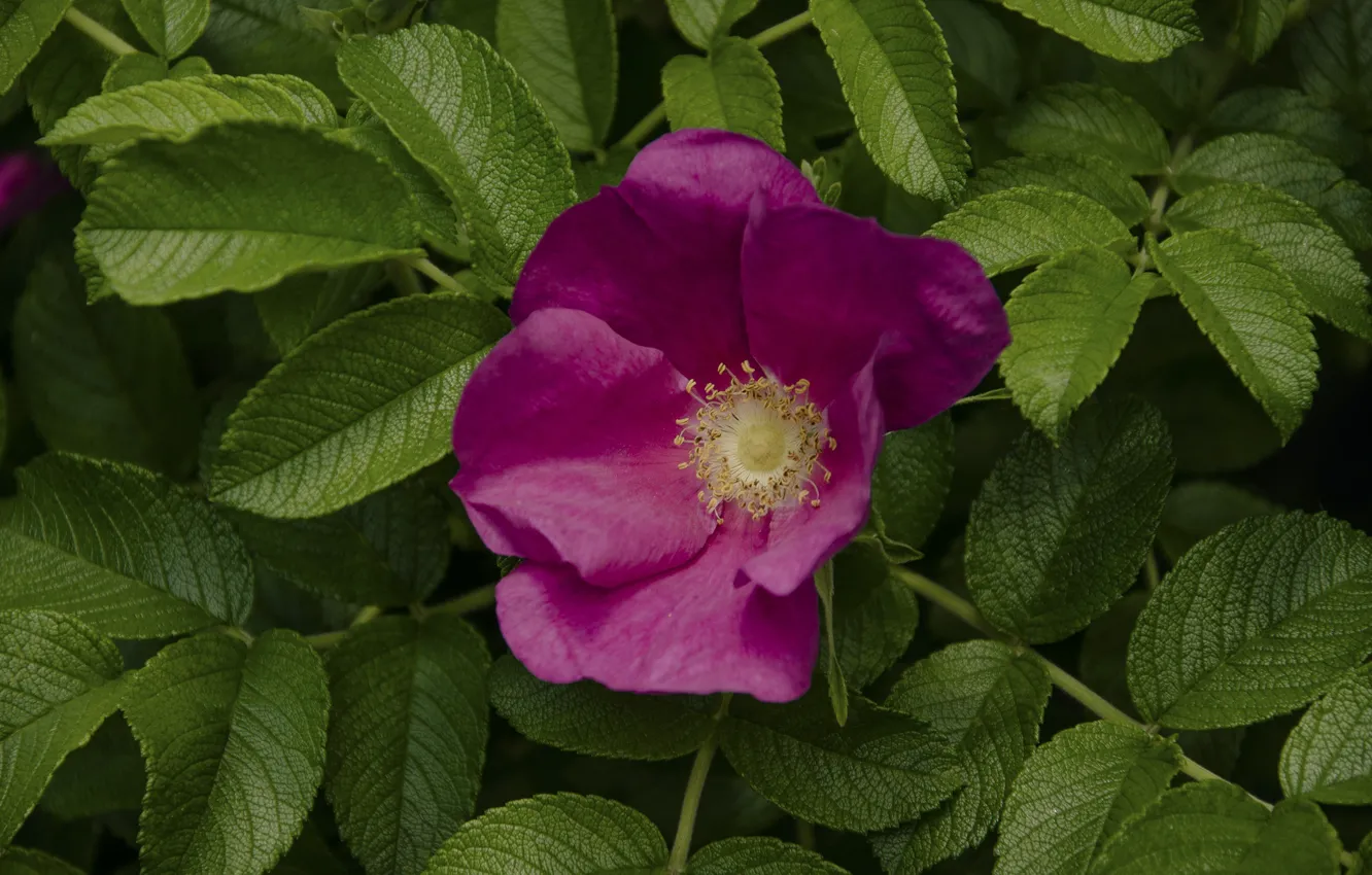 Photo wallpaper berries, foliage, roses, briar, the bushes
