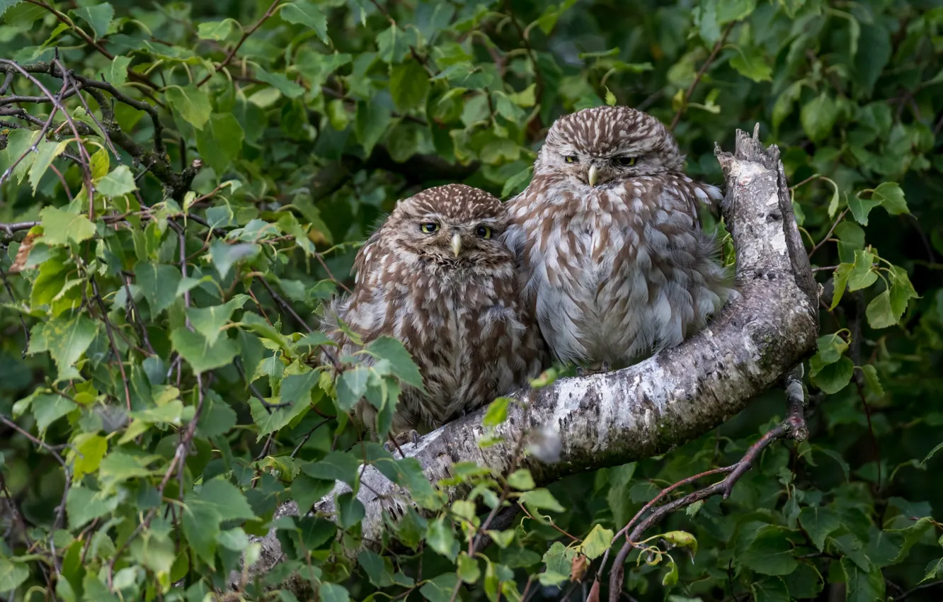 Photo wallpaper nature, owl, bird