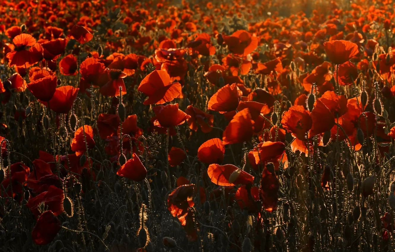 Photo wallpaper flowers, red, Maki, a lot, poppy field