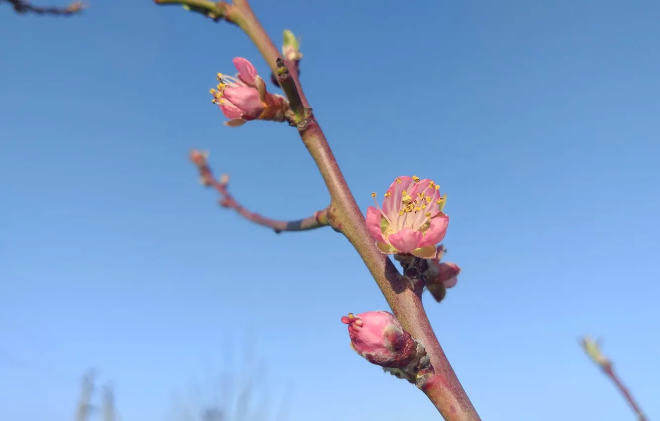 Photo wallpaper the sky, macro, April, blooms, peaches, spring 2018, Meduzanol ©
