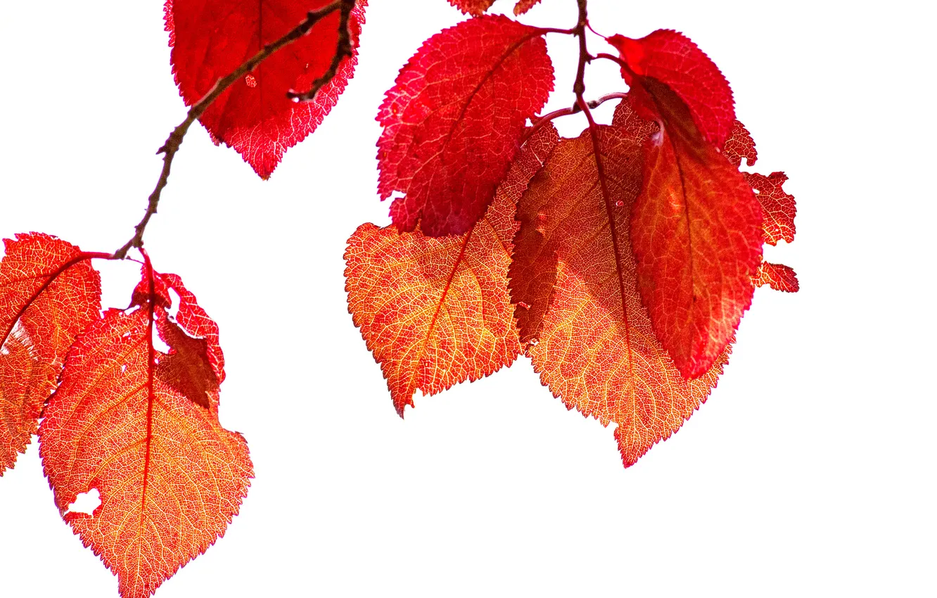 Photo wallpaper autumn, leaves, nature