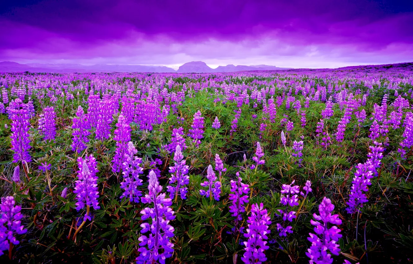Photo wallpaper field, the sky, clouds, mountains, horizon, lupins