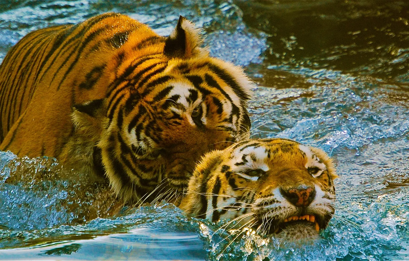 Photo wallpaper tiger, the game, pool, pair, zoo