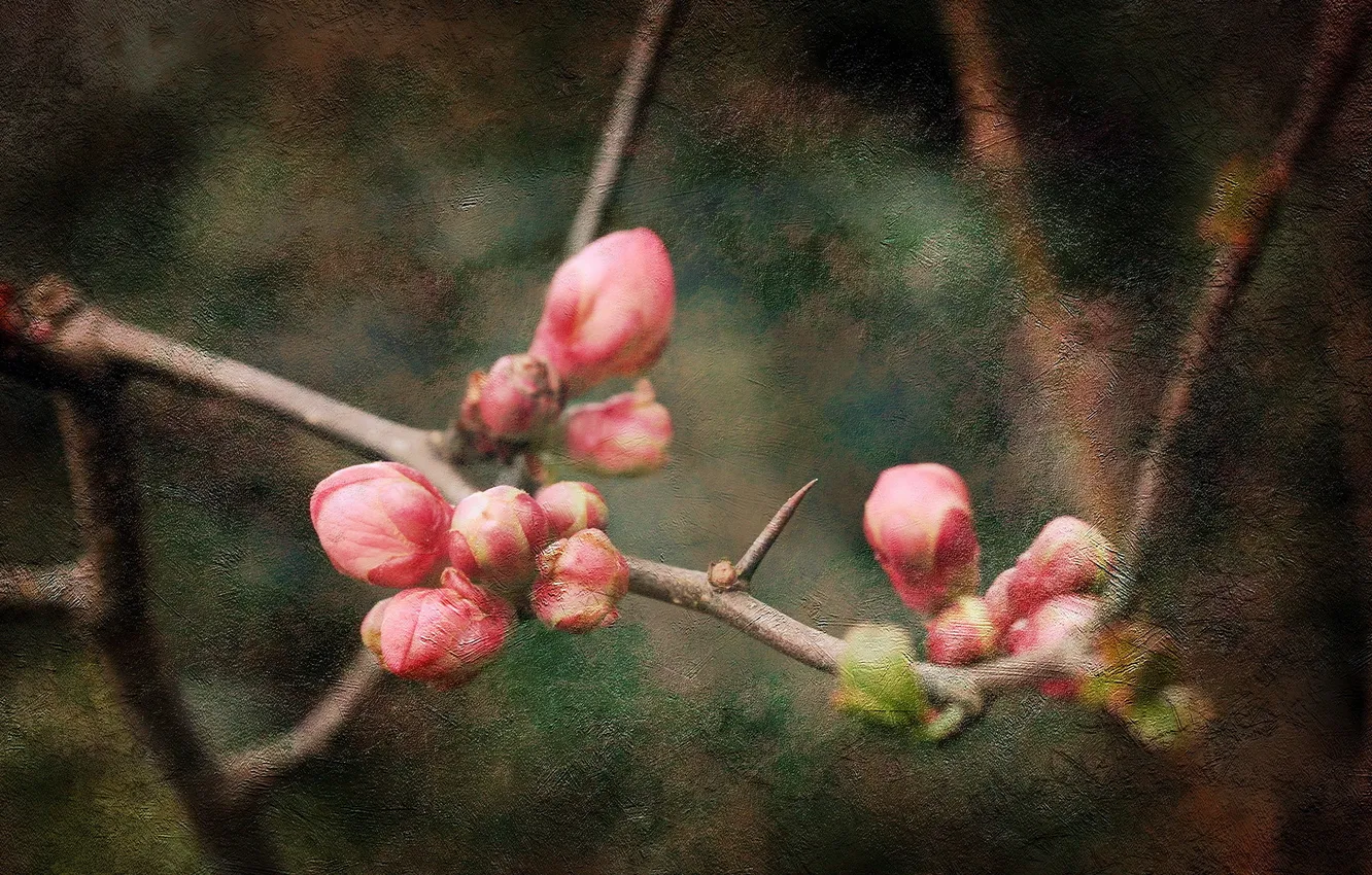 Photo wallpaper branches, nature, style, background