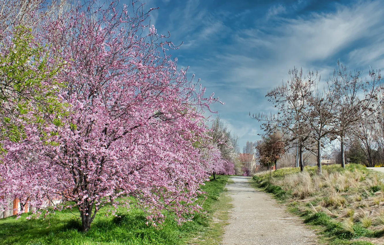 Photo wallpaper Park, spring, flowering, pink, blossom, park, flowers, tree
