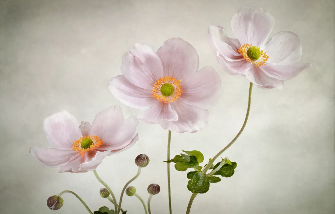 Photo wallpaper flowers, background, gentle, pink, anemones