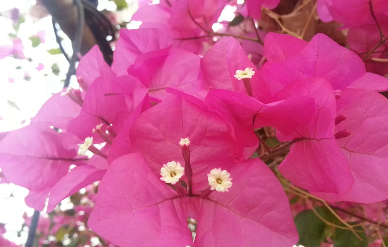 Photo wallpaper pink, flowers, Iran