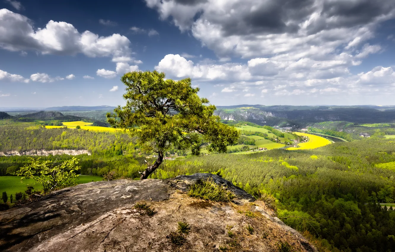 Photo wallpaper trees, mountains, nature