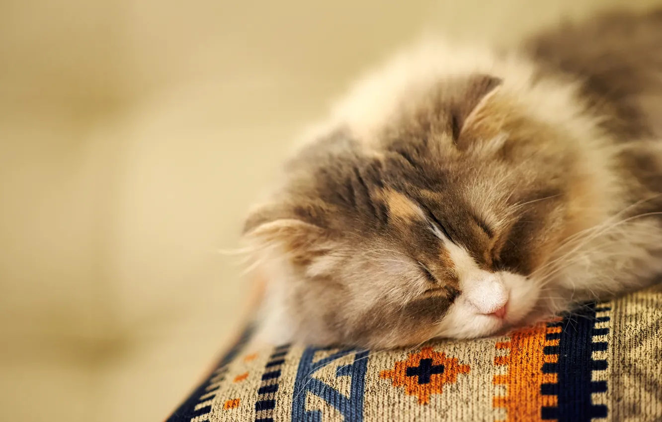 Photo wallpaper cat, background, sleep, muzzle, sleeping, fluffy
