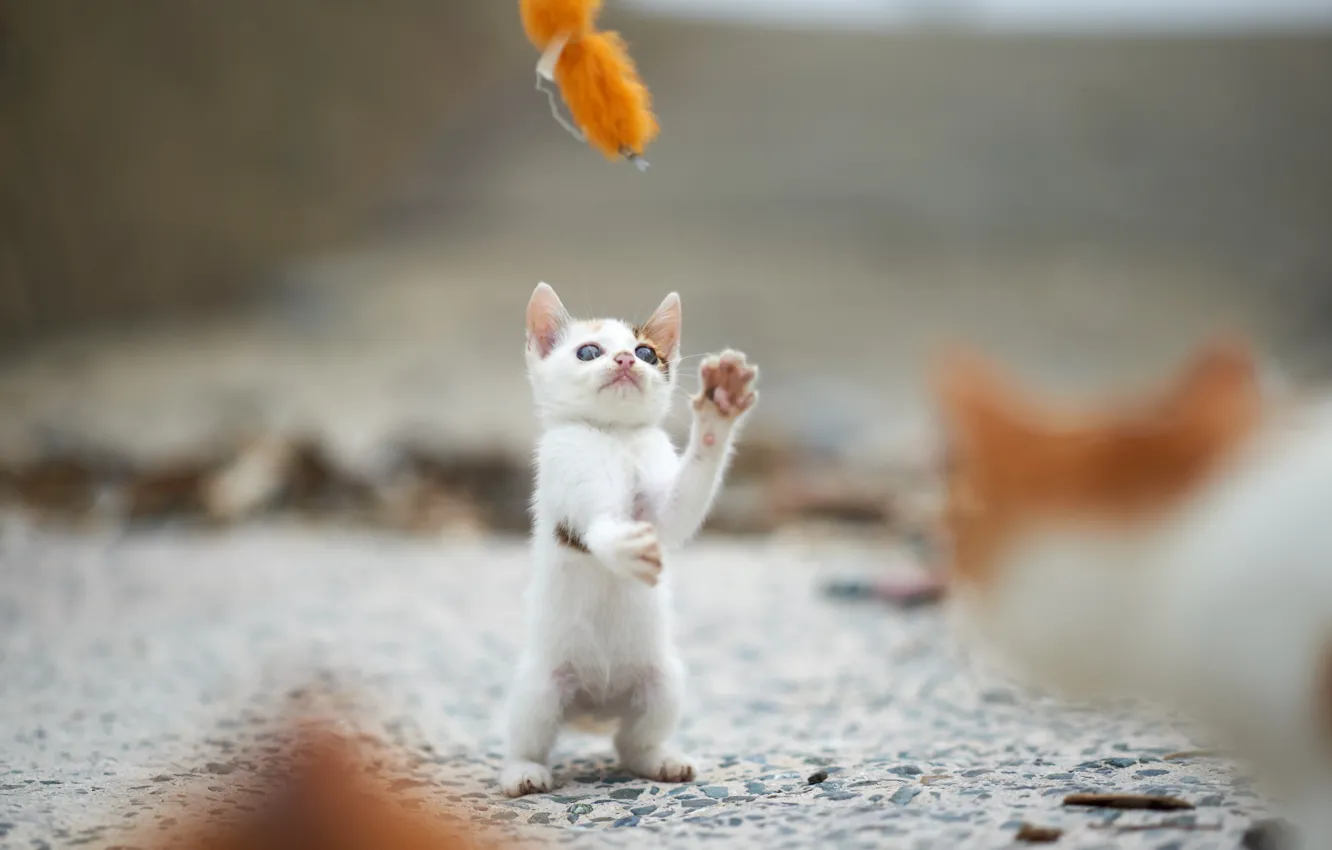 Photo wallpaper cat, look, background