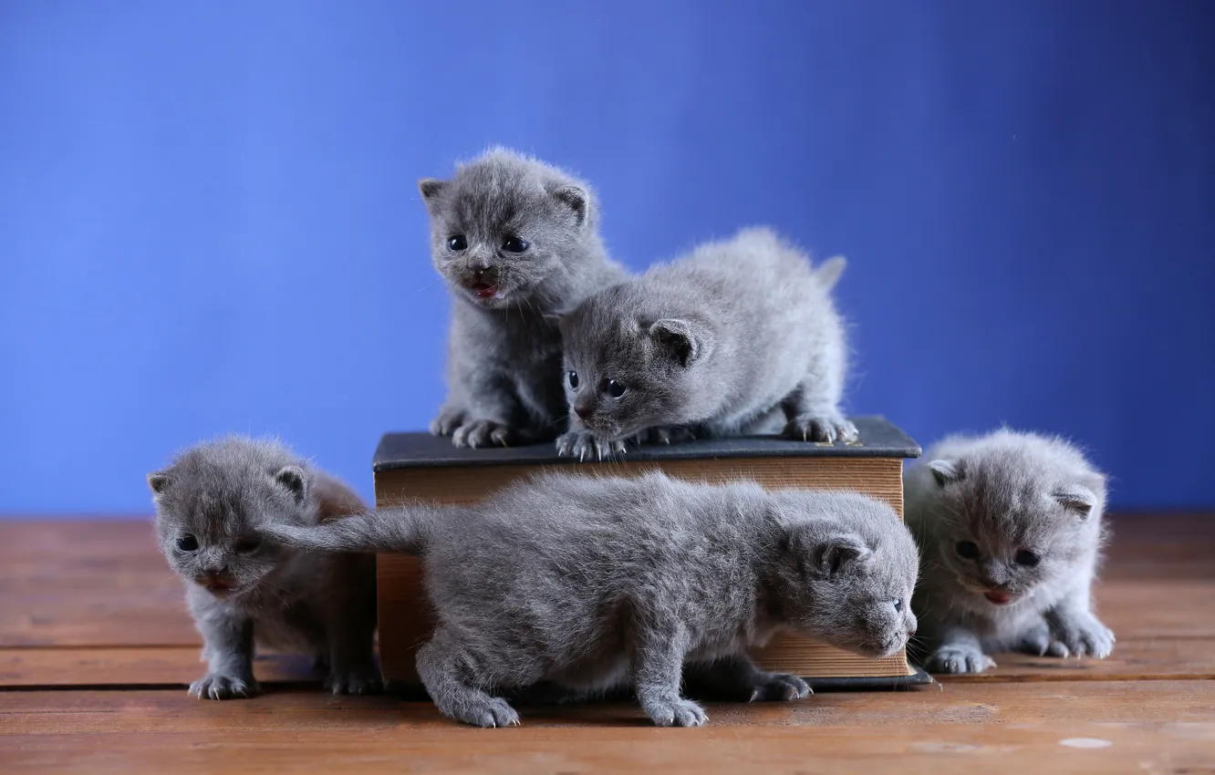 Photo wallpaper cats, kitty, kittens, book, kitty, kids, company, grey