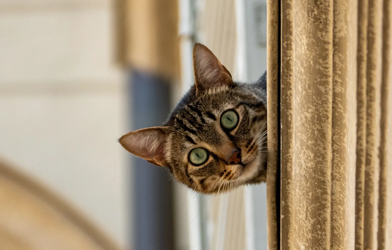 Photo wallpaper cat, cat, look, muzzle, cat