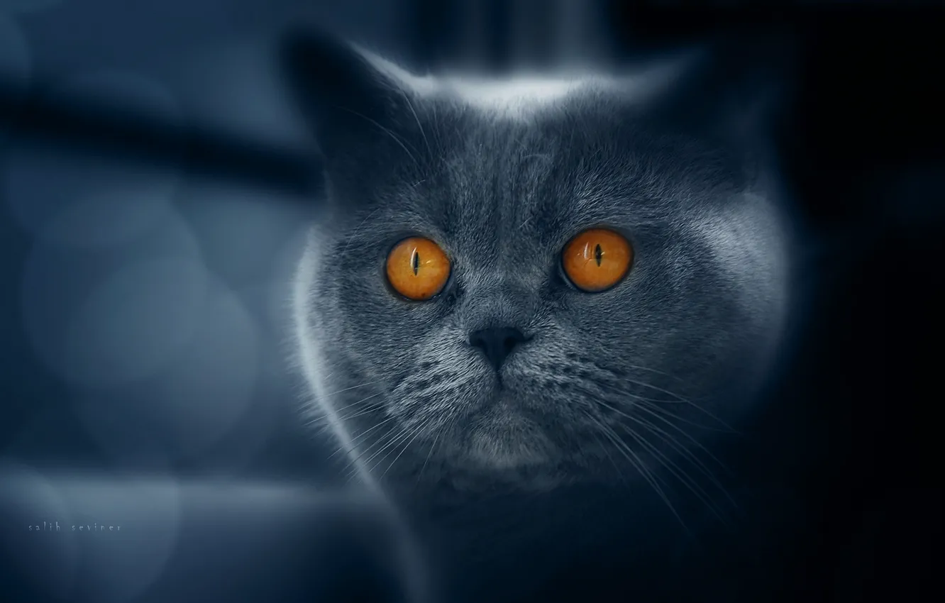 Photo wallpaper eyes, cat, breed