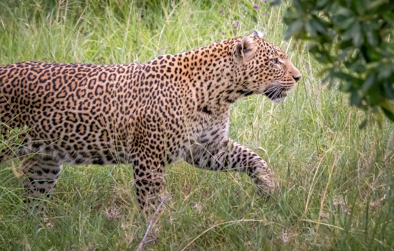 Photo wallpaper grass, predator, leopard