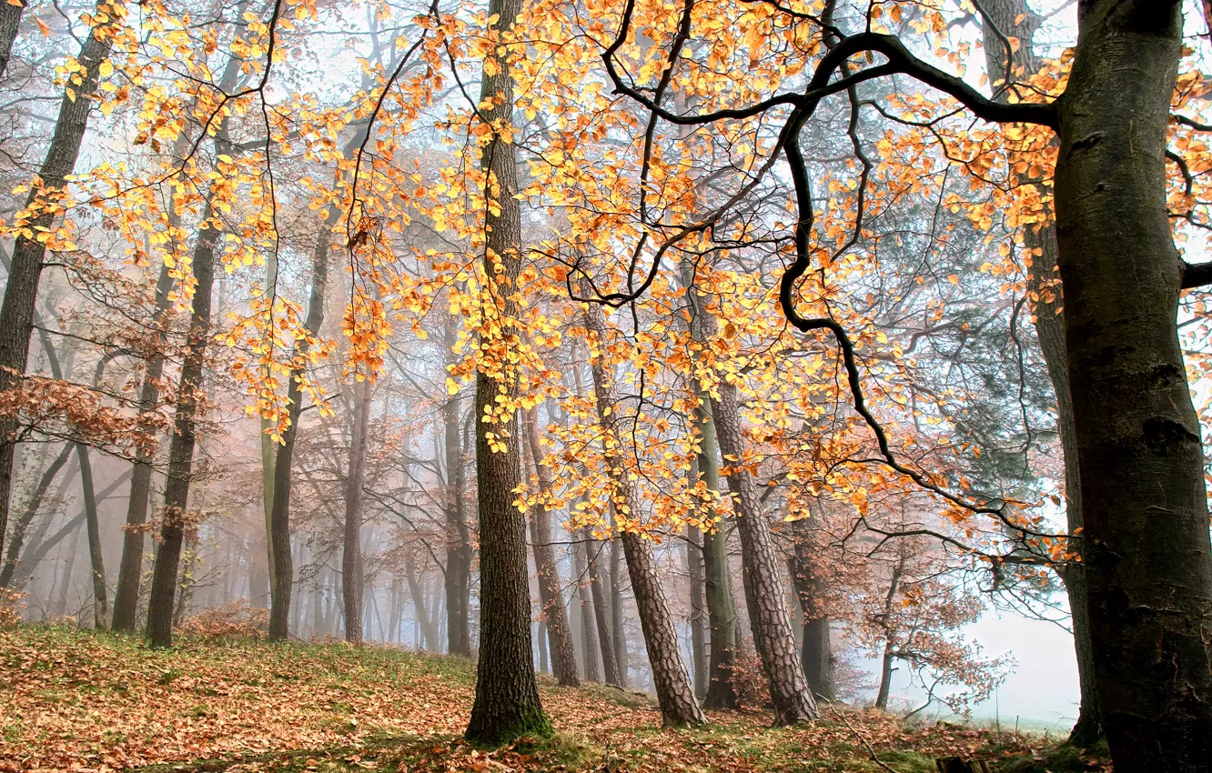 Photo wallpaper autumn, forest, leaves, trees, fog