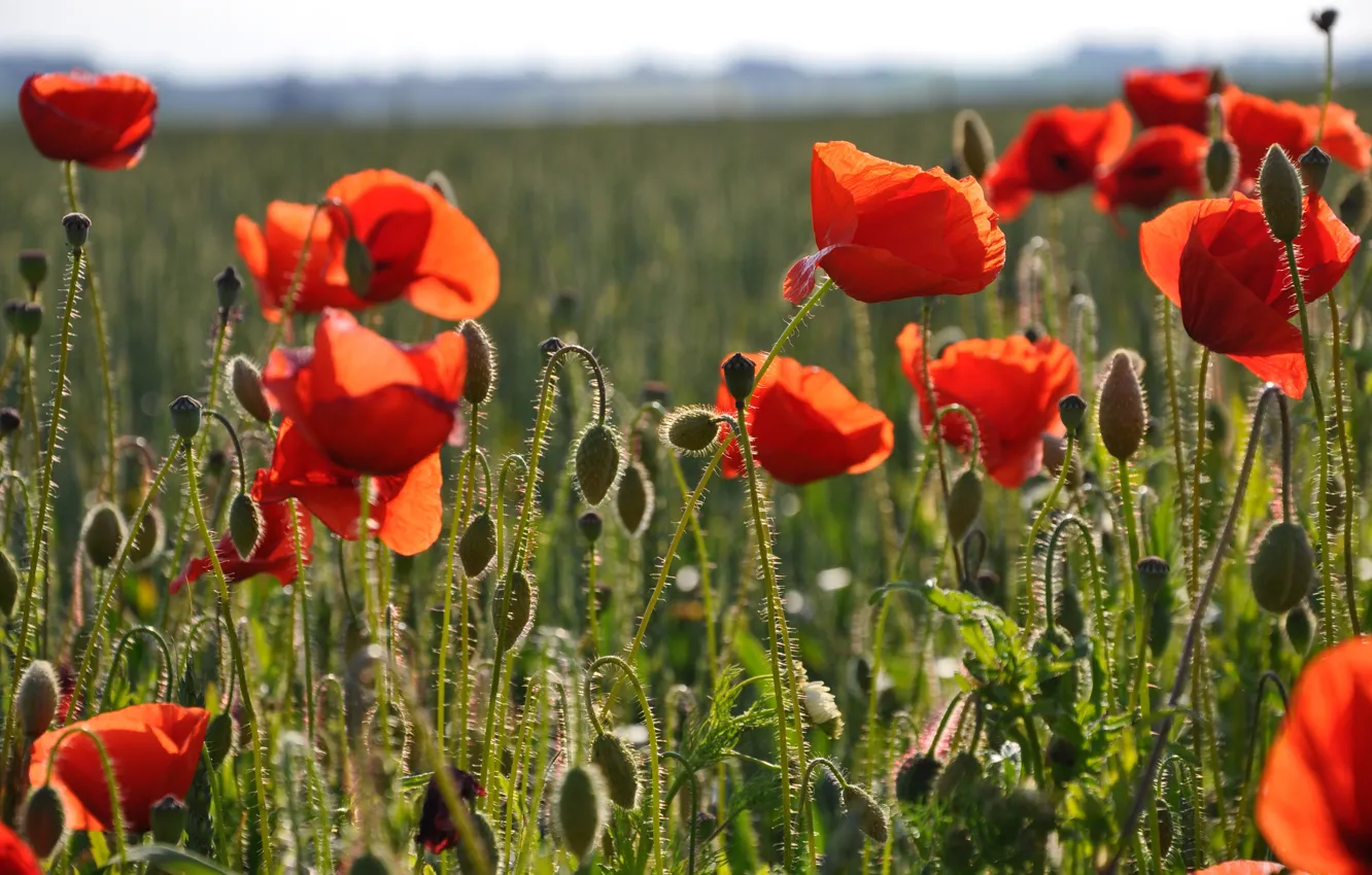 Photo wallpaper field, summer, light, flowers, nature, Mac, Maki, red