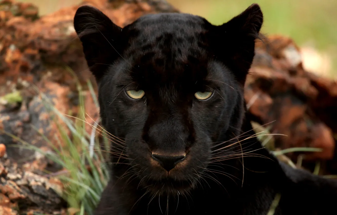 Photo wallpaper eyes, Panther, big cat, black leopard
