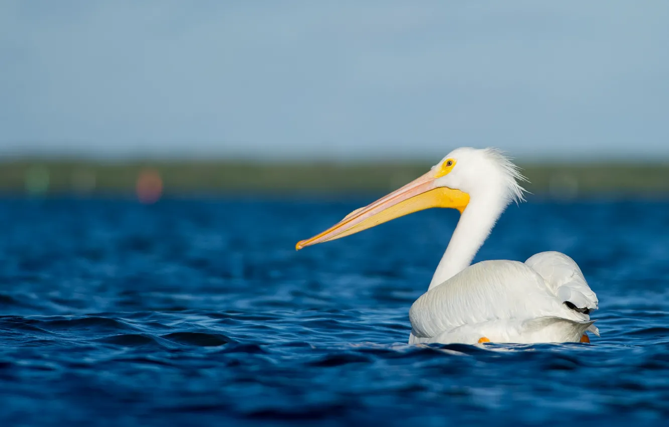 Photo wallpaper sea, water, wildlife, pelican