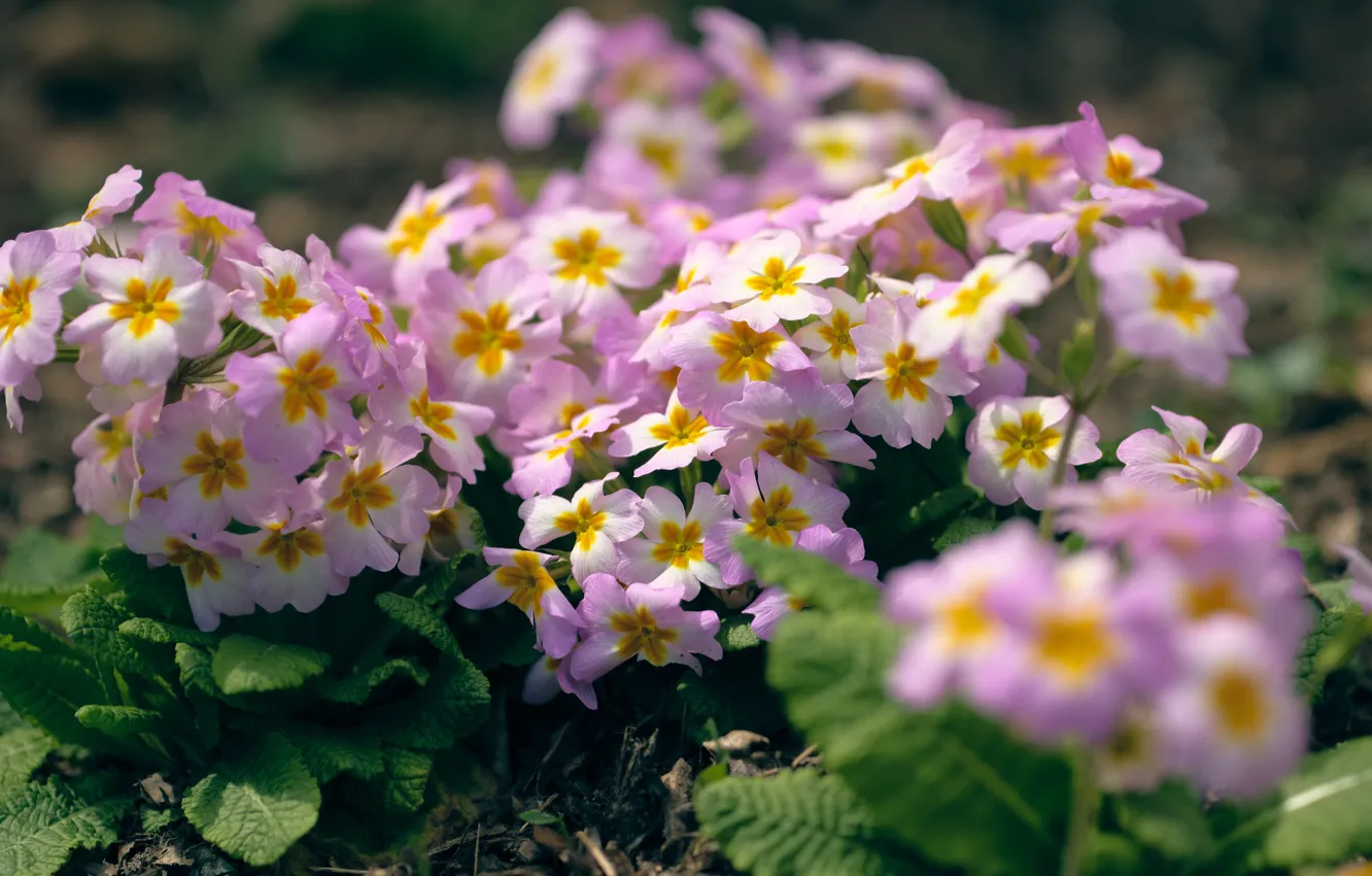 Photo wallpaper flowers, pink, Primula