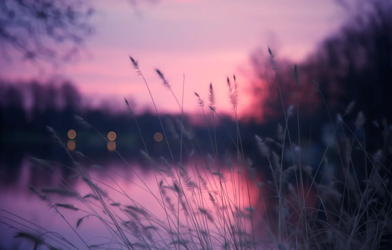 Photo wallpaper grass, nature, glare, river, the evening