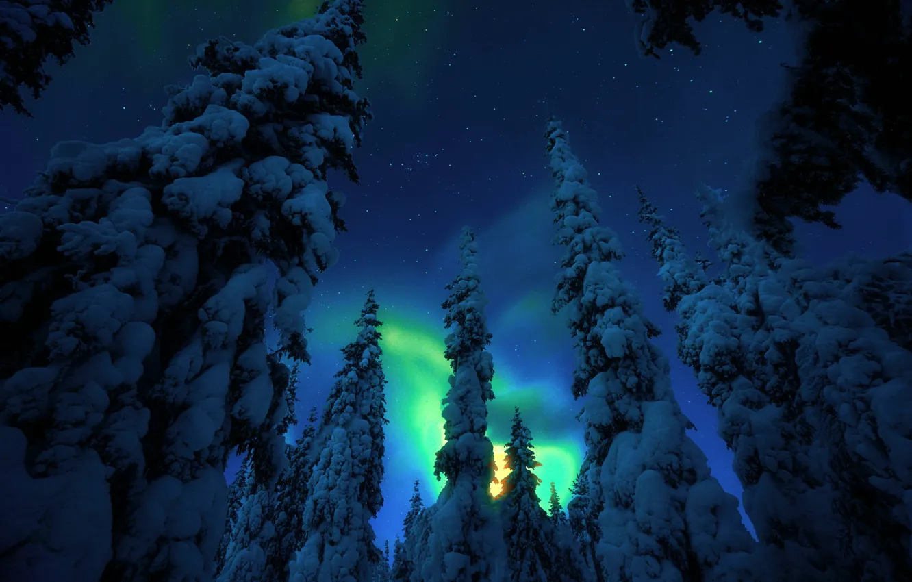 Photo wallpaper winter, snow, trees, night, nature, Northern lights, ate
