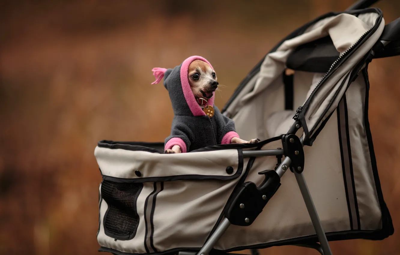 Photo wallpaper autumn, look, pose, comfort, heat, background, dog, hood