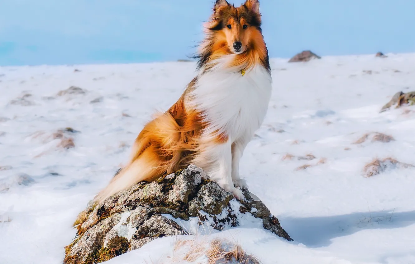 Photo wallpaper winter, snow, dog, collie