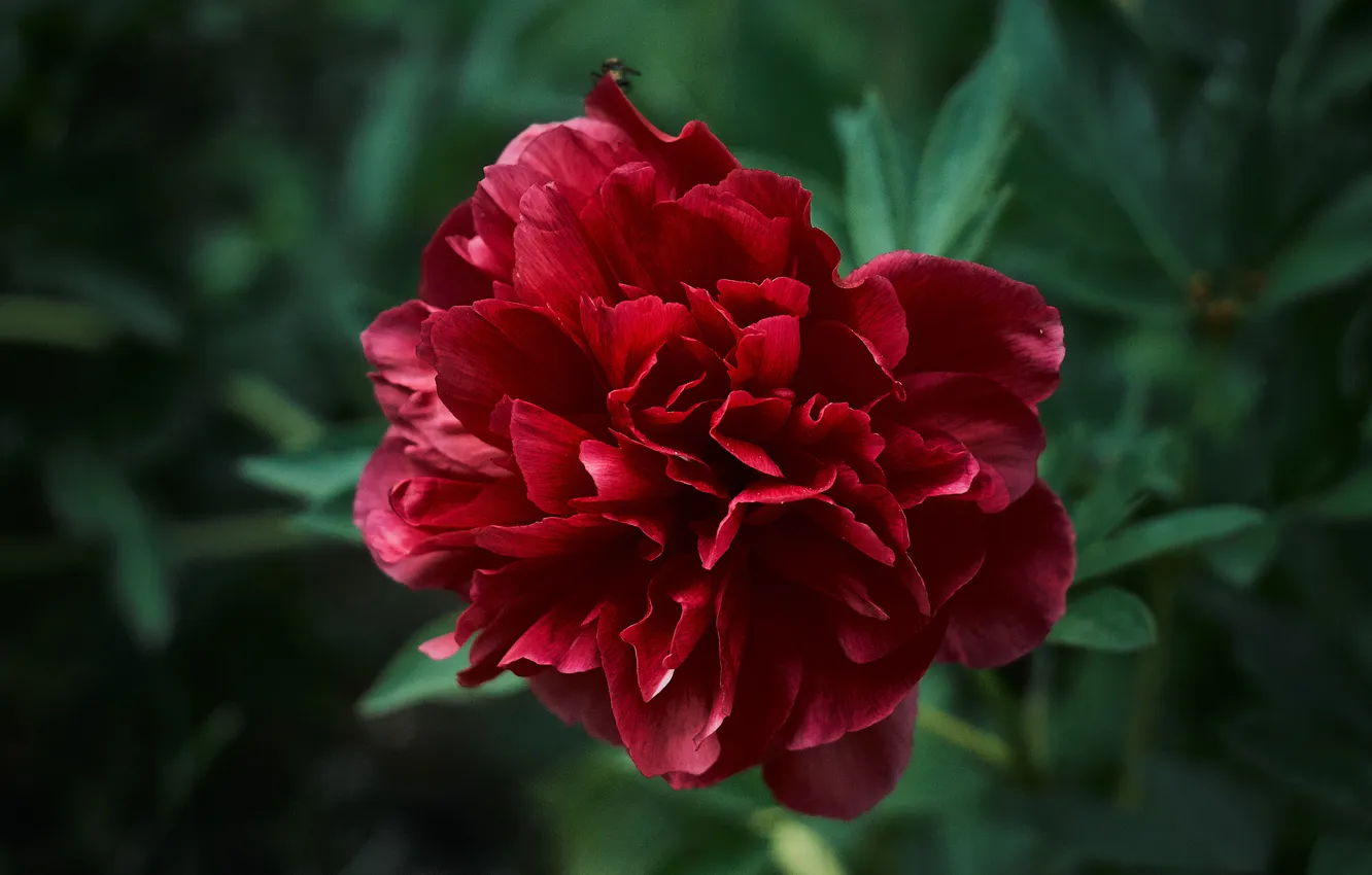 Photo wallpaper flowers, red, peonies