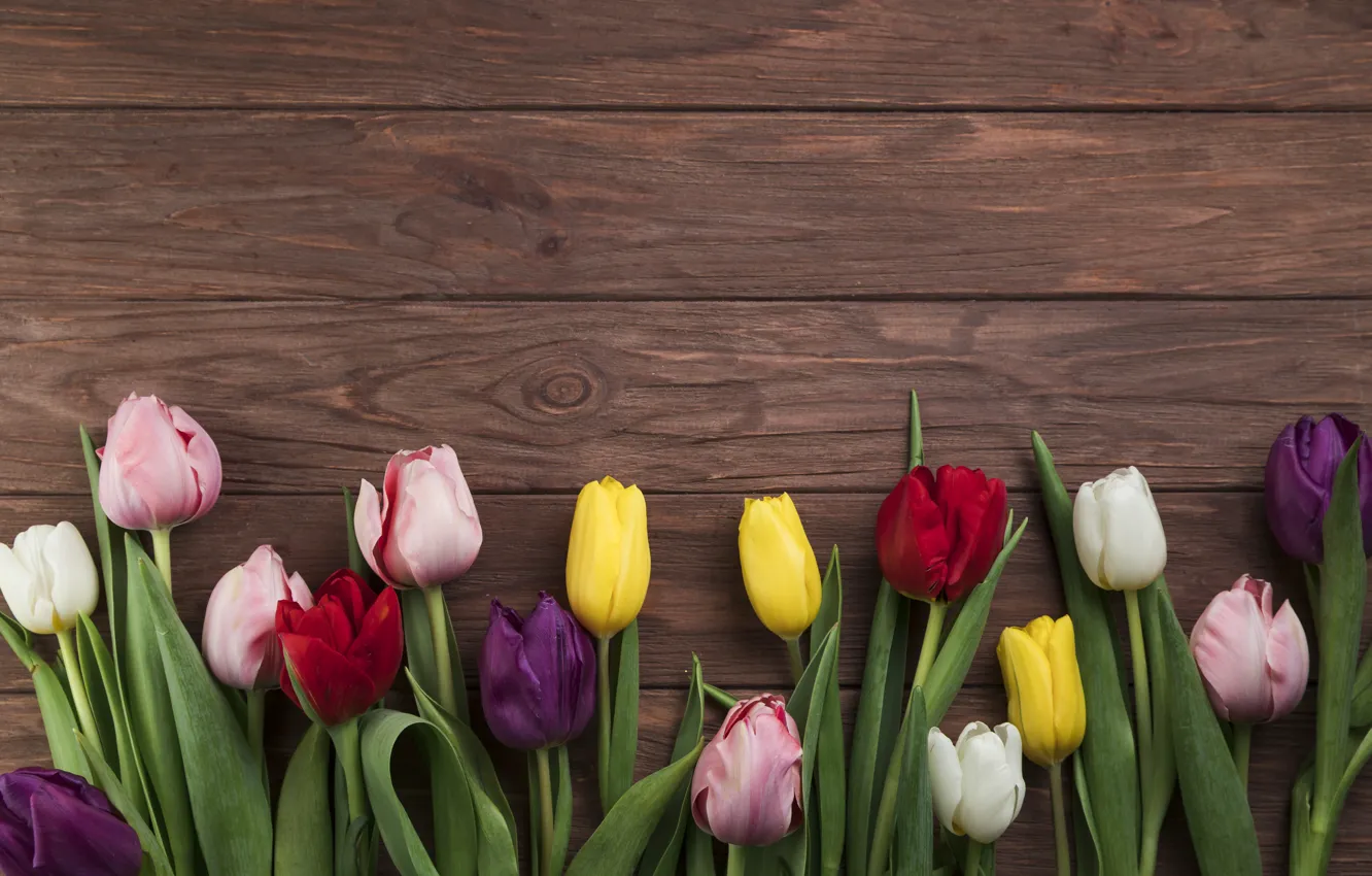 Photo wallpaper flowers, colorful, tulips, wood, flowers, beautiful, tulips, spring