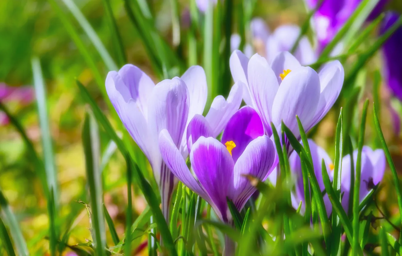 Photo wallpaper greens, macro, flowers, bright, spring, crocuses