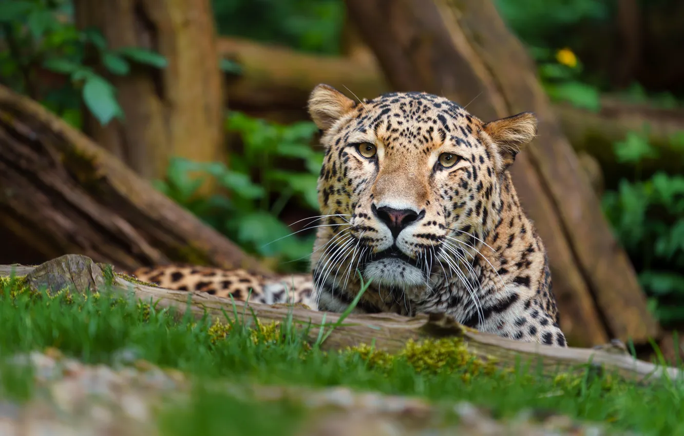Photo wallpaper look, face, nature, pose, leopard
