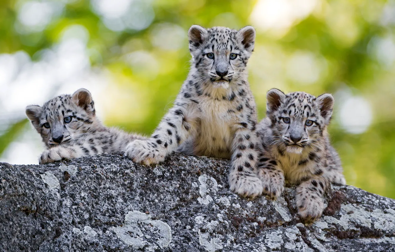Photo wallpaper greens, summer, face, cats, background, stone, kittens, snow leopard