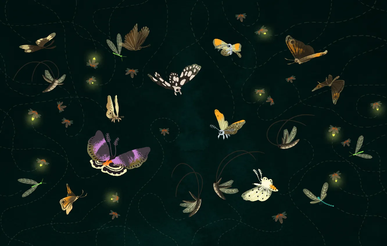 Photo wallpaper flight, butterfly, trajectory, moths