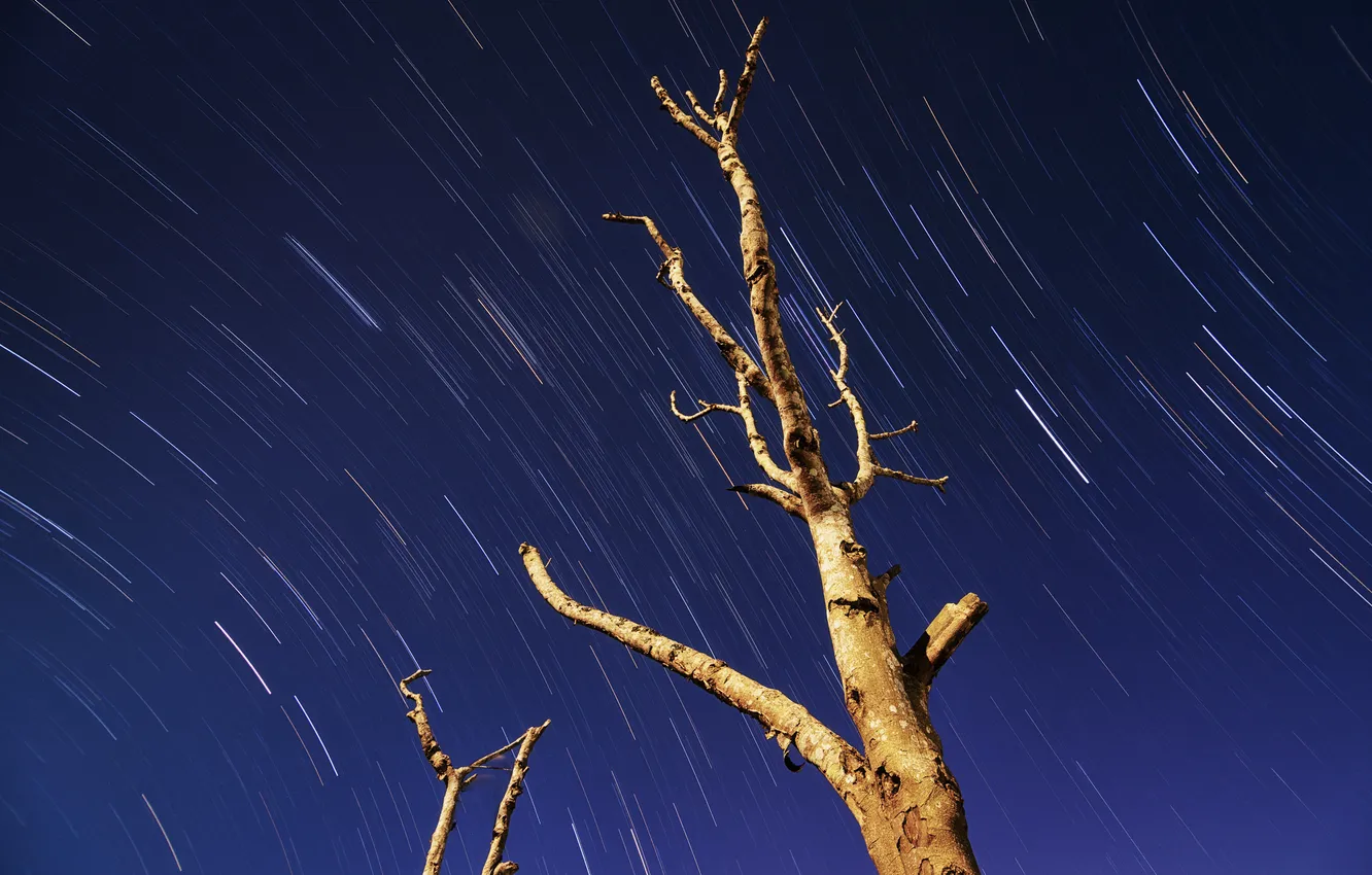 Photo wallpaper the sky, trees, nature