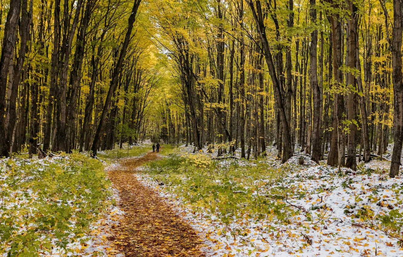 Photo wallpaper road, autumn, forest