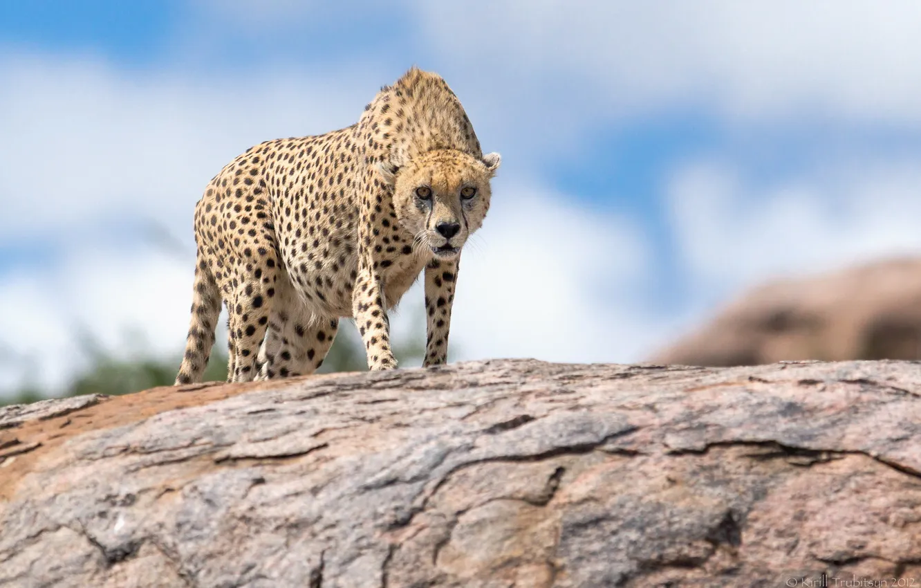Photo wallpaper nature, Cheetah, beast